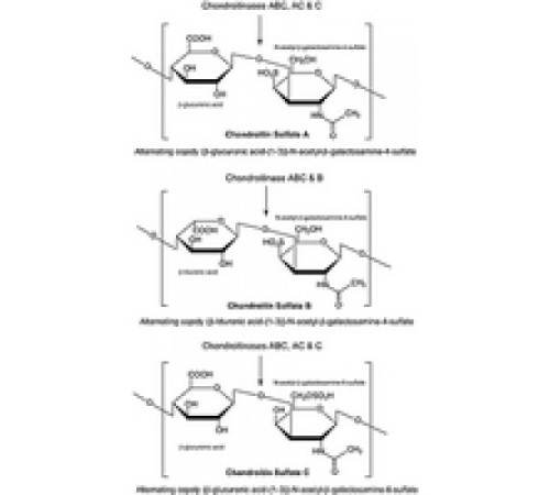 Хондроитиназа AC из рекомбинанта Flavobacterium heparinum, экспрессируемая в E. coli, 200 единиц / мг белка, для анализа хондроитинсульфата Sigma E2039