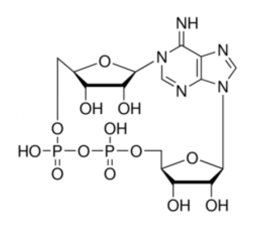 Циклический аденозиндифосфат-рибоза 90% (ВЭЖХ), лиофилизированный порошок Sigma C7344